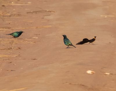  Sharp-tailed Starling and Broad-tailed Paradise-Whydah