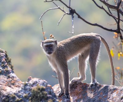 Malbrouck Monkey