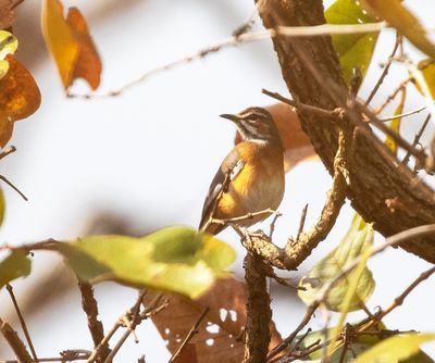  Miombo Scrub Robin