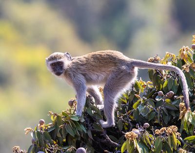 Malbrouck Monkey