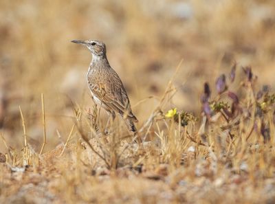Benguela Long-billed Lark