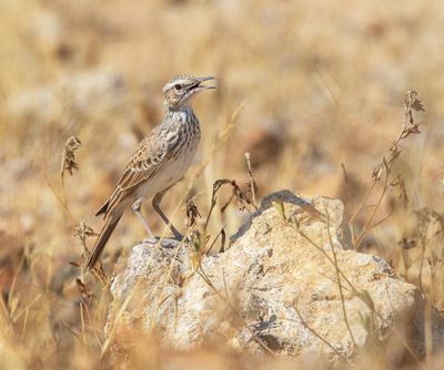 Benguela Long-billed Lark