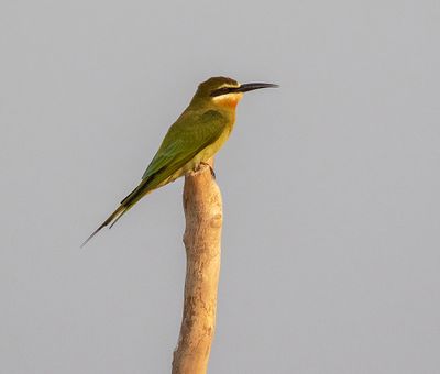 Olive Bee-eater