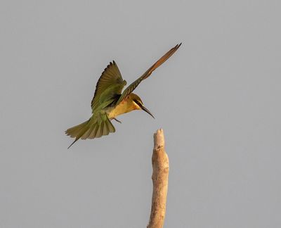 Olive Bee-eater