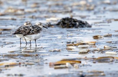 Sanderling
