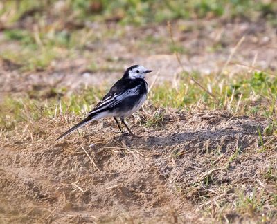 Pied Wagtail