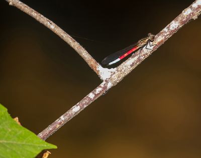 Dragonfly sp.