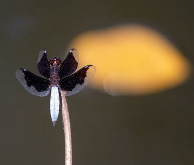 Dragonfly sp.