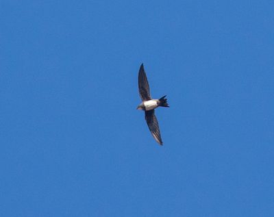 Alpine Swift