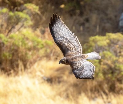 Variable Hawk