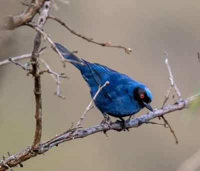 Masked Flowerpiercer