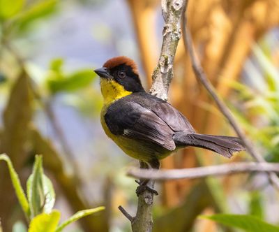 Yellow-breasted Brushfinch