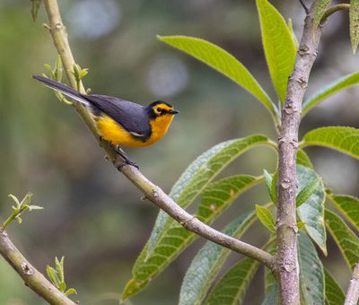 Spectacled Redstart