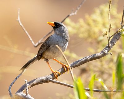 Grey-winged Inca-Finch