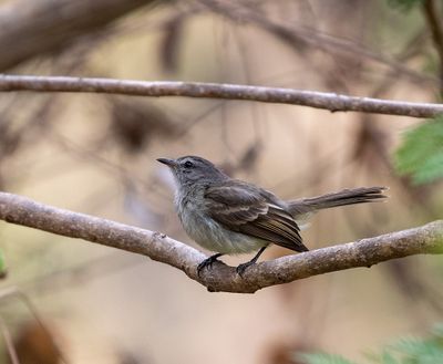 Maraon Tyrannulet