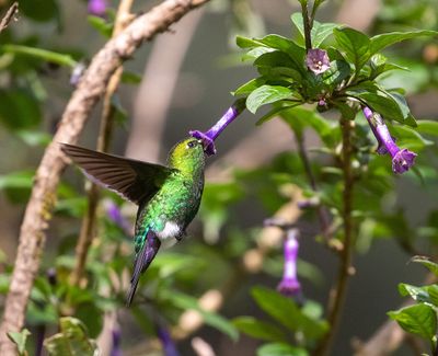 Sapphire-vented Puffleg