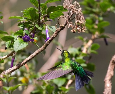 Sapphire-vented Puffleg