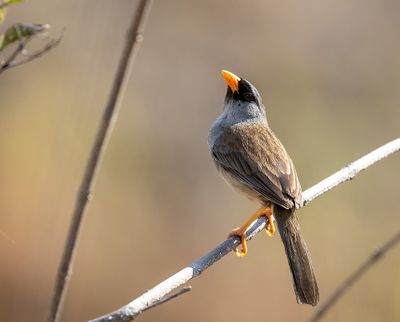 Grey-winged Inca-Finch