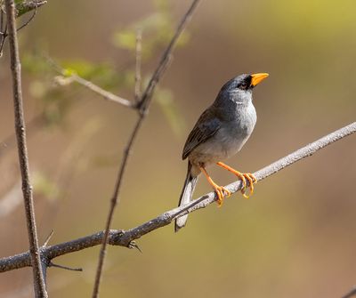 Grey-winged Inca-Finch