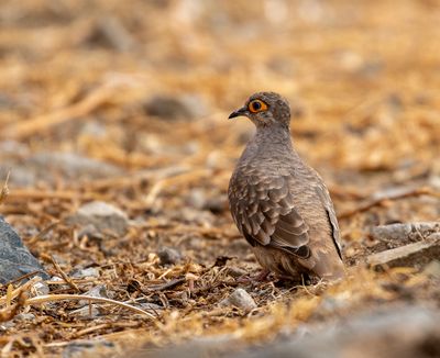 Bare-eyed Ground Dove