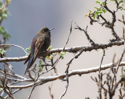 Blue-mantled Thornbill