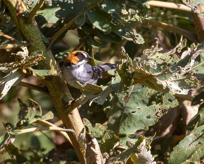 Black-spectacled Brushfinch