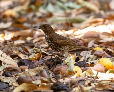 Maraon Thrush