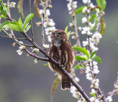 Yungas Pygmy-Owl