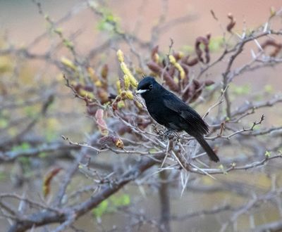 White-winged Black-Tyrant