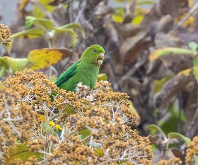 Andean Parakeet