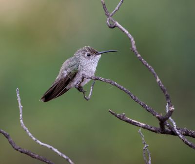 Spot-throated Hummingbird