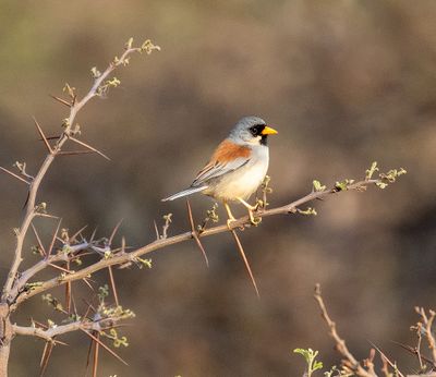 Buff-bridled Inca Finch