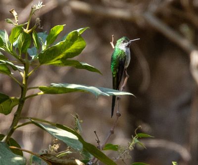 Grey-bellied Comet