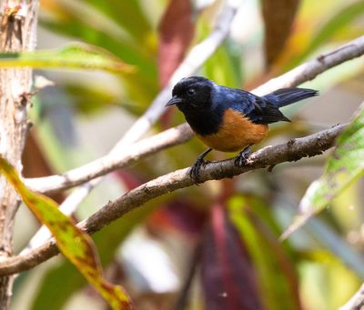Blue-backed Conebill