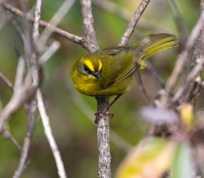 Citrine Warbler