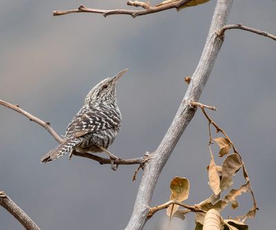 Fasciated Wren