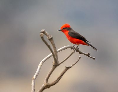 Vermilion Flycatcher