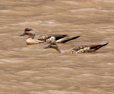 Crested Duck