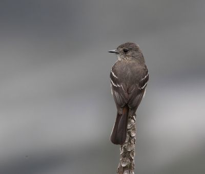 White-winged Black-Tyrant