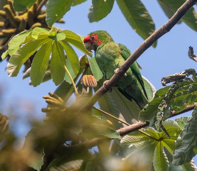 Mitred Parakeet