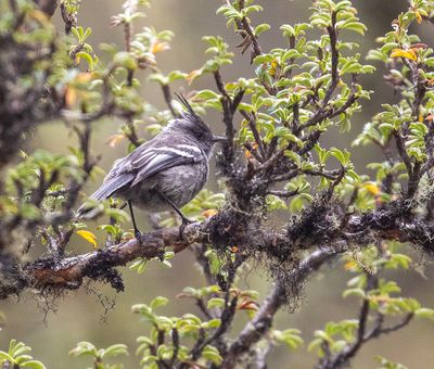 Ash-breasted Tit-Tyrant