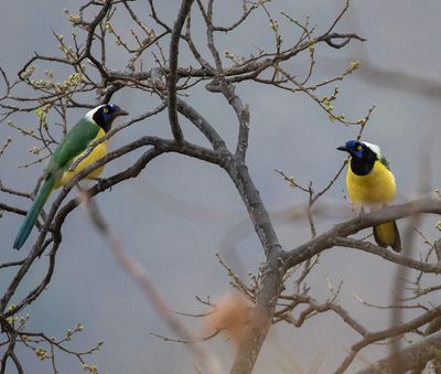 Inca Jay
