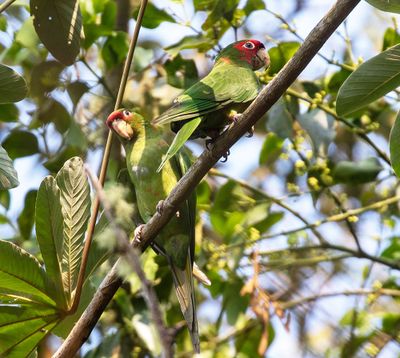 Mitred Parakeet