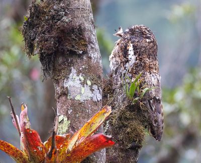 Andean Potoo