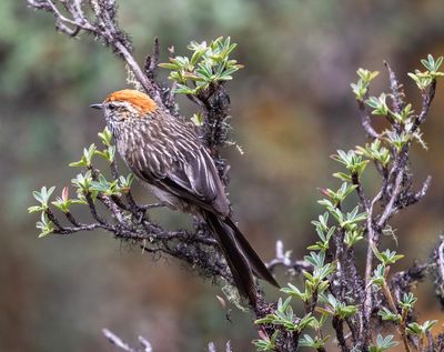 White-browed Tit-Spinetail