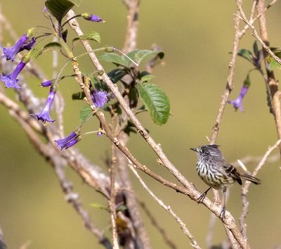 Tufted Tit-Tyrant