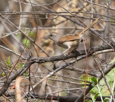 Pale-tailed Canastero