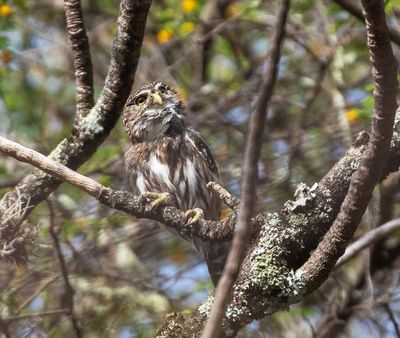 Apurimac Pygmy-Owl