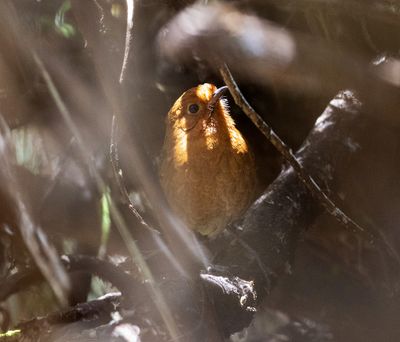 Cajamarca Antpitta