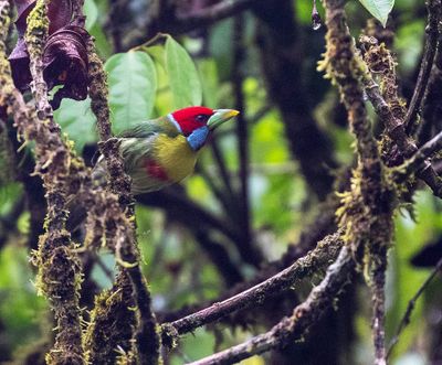 Versicoloured Barbet